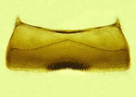   Anthidium dammersi  male, ventral view of fourth sternum (S4), photo from Gonzalez and Griswold 2013 
